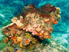 Coral Head IMG 9156